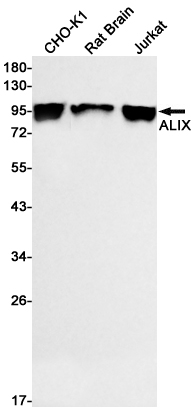 Rabbit Monoclonal Antibody to ALIX