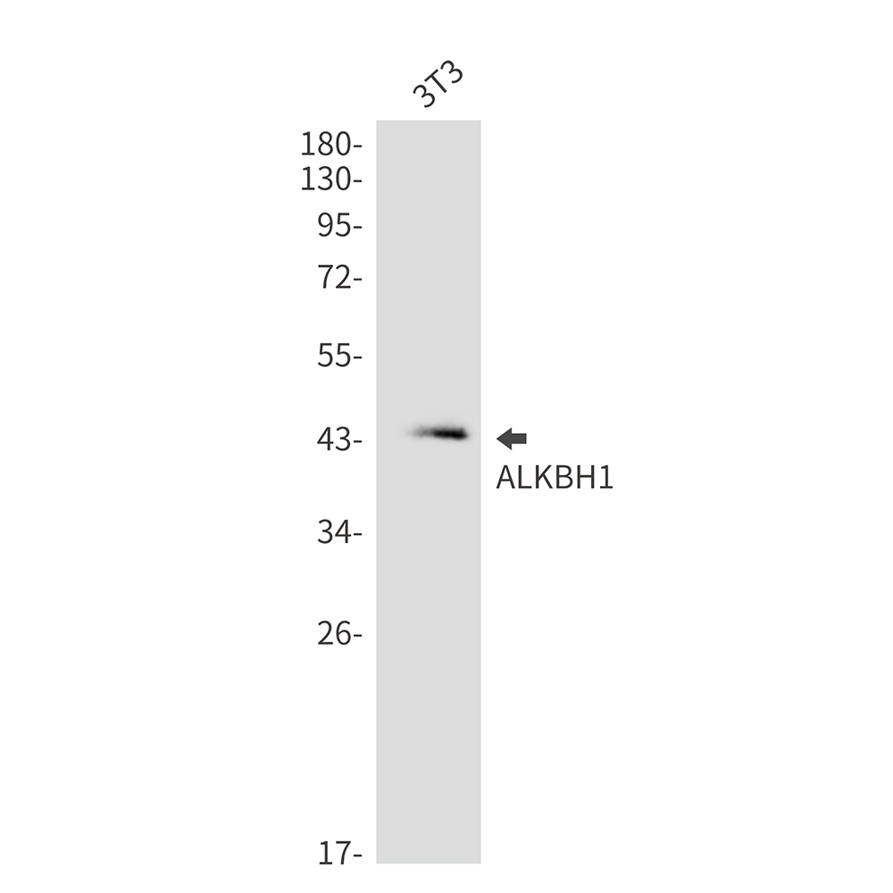 Rabbit Monoclonal Antibody to ALKBH1