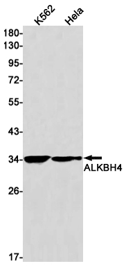 Rabbit Monoclonal Antibody to ALKBH4