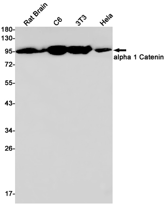 Rabbit Monoclonal Antibody to CTNNA1