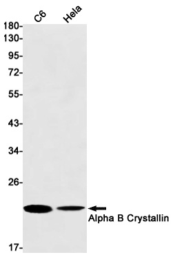Rabbit Monoclonal Antibody to alpha B Crystallin