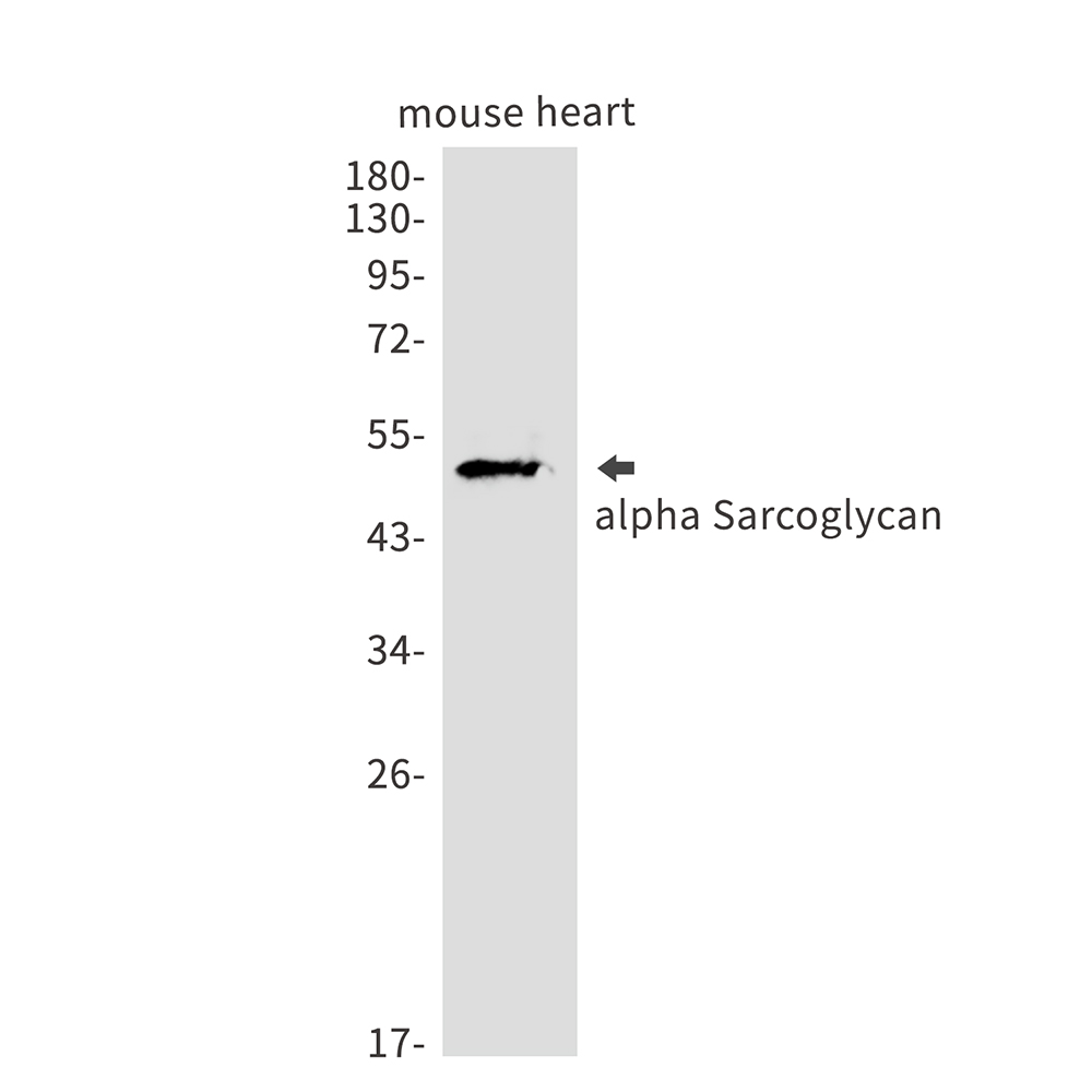 Rabbit Monoclonal Antibody to alpha Sarcoglycan