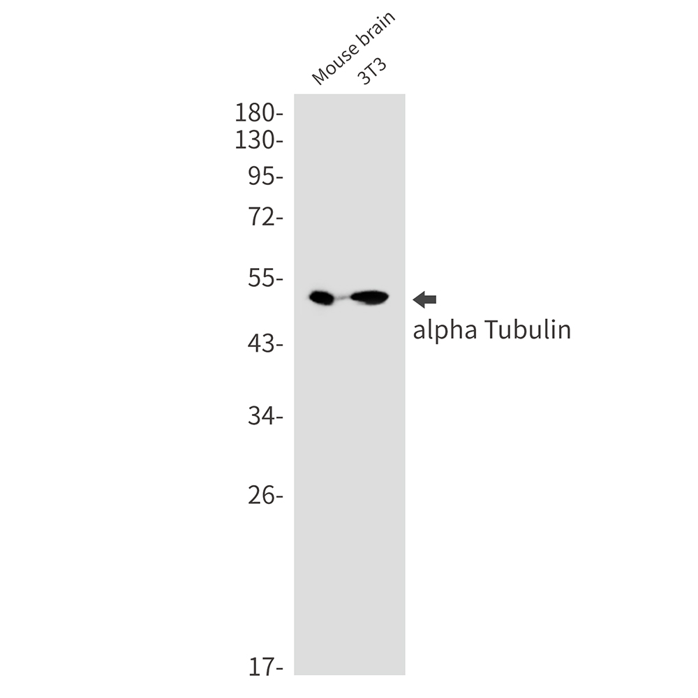 Rabbit Monoclonal Antibody to alpha Tubulin