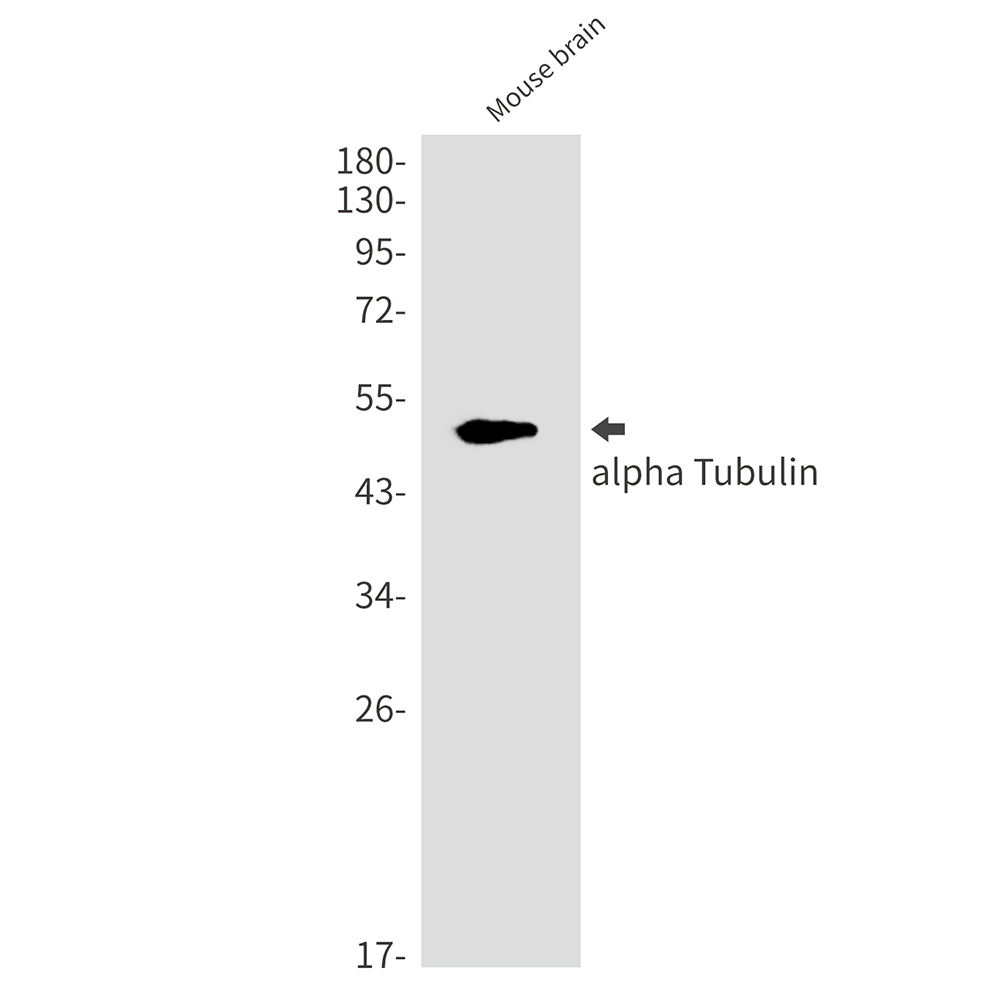 Rabbit Monoclonal Antibody to alpha Tubulin