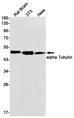 Rabbit Monoclonal Antibody to alpha Tubulin