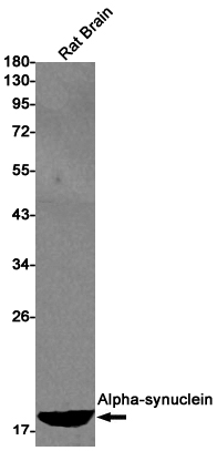 Rabbit Monoclonal Antibody to alpha Synuclein