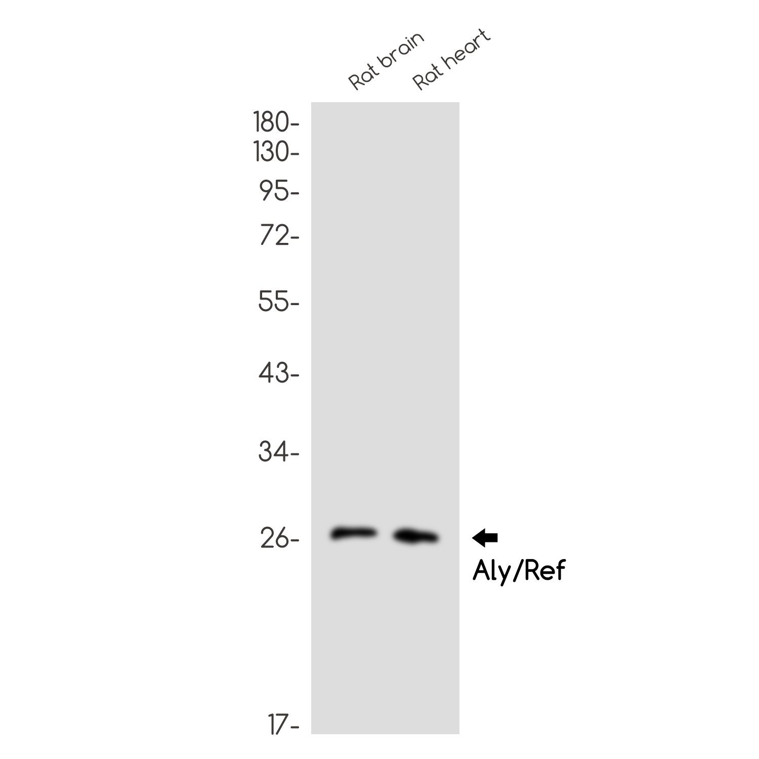 Rabbit Monoclonal Antibody to Aly