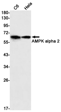 Rabbit Monoclonal Antibody to AMPK alpha 2