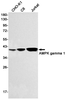 Rabbit Monoclonal Antibody to AMPK gamma 1