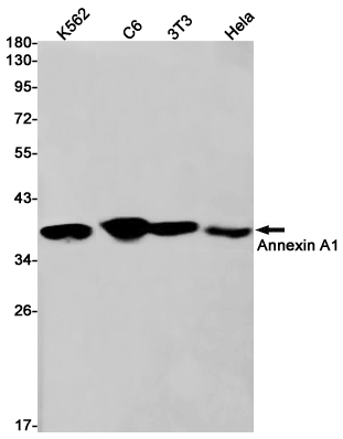 Rabbit Monoclonal Antibody to Annexin A1