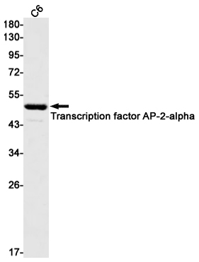 Rabbit Monoclonal Antibody to AP2 alpha
