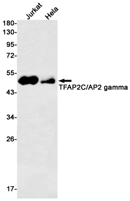 Rabbit Monoclonal Antibody to Transcription Factor AP 2 gamma