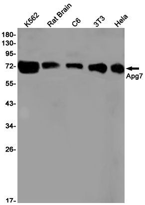 Rabbit Monoclonal Antibody to ATG7