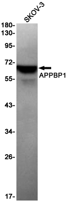 Rabbit Monoclonal Antibody to APPBP1