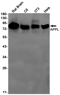 Rabbit Monoclonal Antibody to APPL