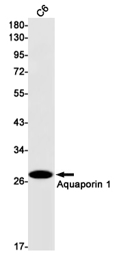 Rabbit Monoclonal Antibody to Aquaporin 1