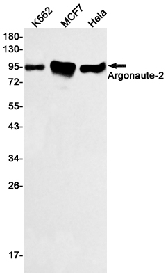 Rabbit Monoclonal Antibody to Argonaute 2