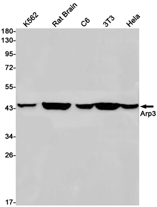 Rabbit Monoclonal Antibody to Actin Related Protein 3