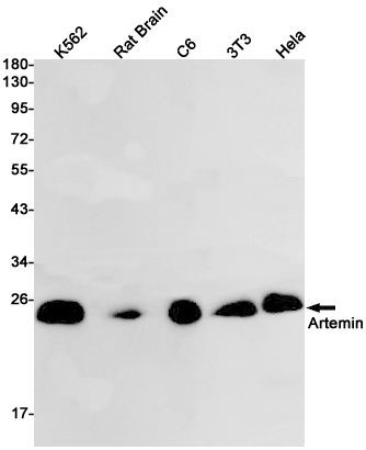Rabbit Monoclonal Antibody to Artemin
