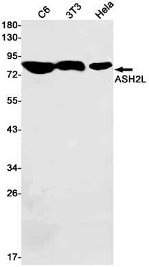 Rabbit Monoclonal Antibody to ASH2L
