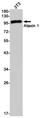 Rabbit Monoclonal Antibody to Ataxin 1