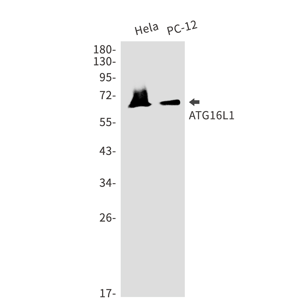 Rabbit Monoclonal Antibody to ATG16L1