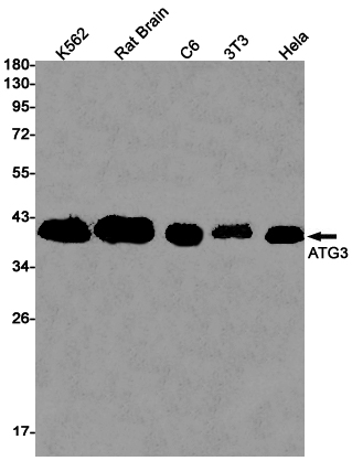 Rabbit Monoclonal Antibody to ATG3