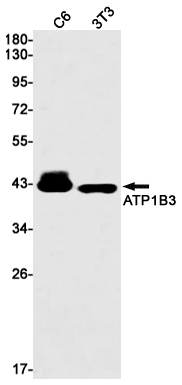 Rabbit Monoclonal Antibody to ATP1B3