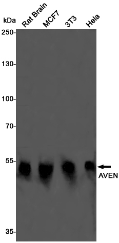 Rabbit Monoclonal Antibody to AVEN