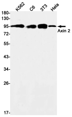 Rabbit Monoclonal Antibody to Axin 2