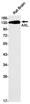 Rabbit Monoclonal Antibody to AXL