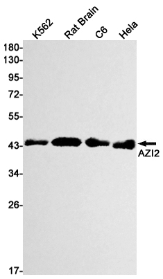 Rabbit Monoclonal Antibody to AZI2