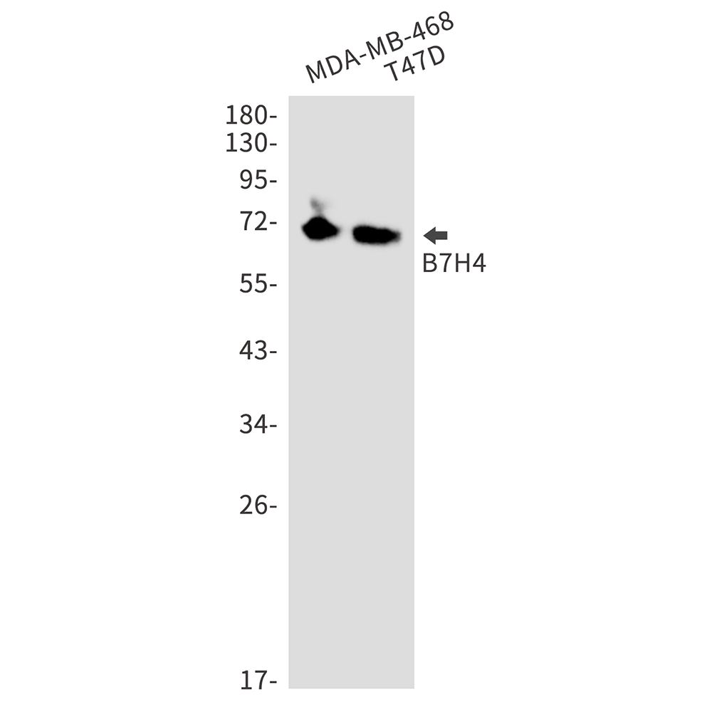 Rabbit Monoclonal Antibody to B7H4
