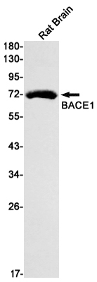 Rabbit Monoclonal Antibody to BACE1