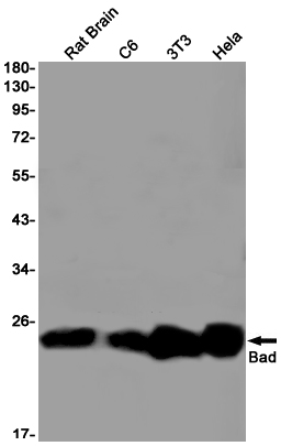 Rabbit Monoclonal Antibody to Bad