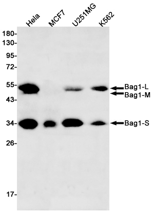 Rabbit Monoclonal Antibody to BAG1