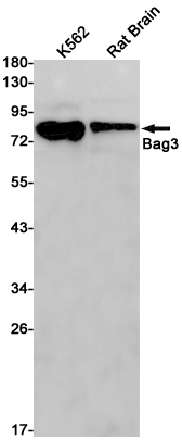 Rabbit Monoclonal Antibody to BAG3