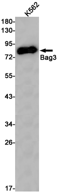 Rabbit Monoclonal Antibody to BAG3