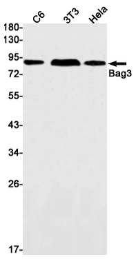 Rabbit Monoclonal Antibody to BAG3