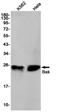 Rabbit Monoclonal Antibody to Bak
