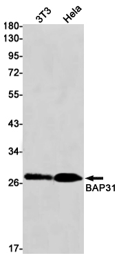 Rabbit Monoclonal Antibody to BAP31