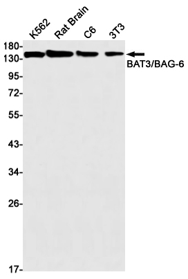 Rabbit Monoclonal Antibody to BAT3