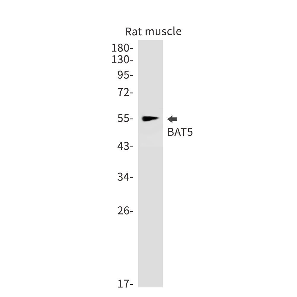 Rabbit Monoclonal Antibody to BAT5