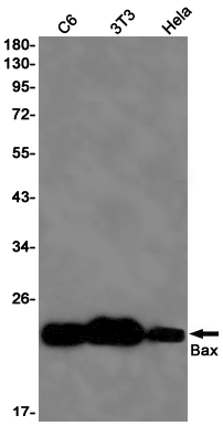 Rabbit Monoclonal Antibody to Bax