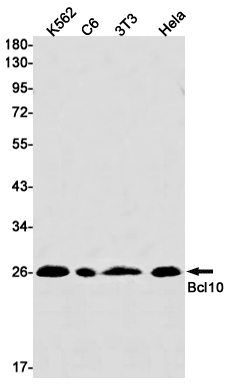 Rabbit Monoclonal Antibody to Bcl10