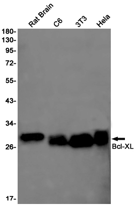 Rabbit Monoclonal Antibody to Bcl-XL