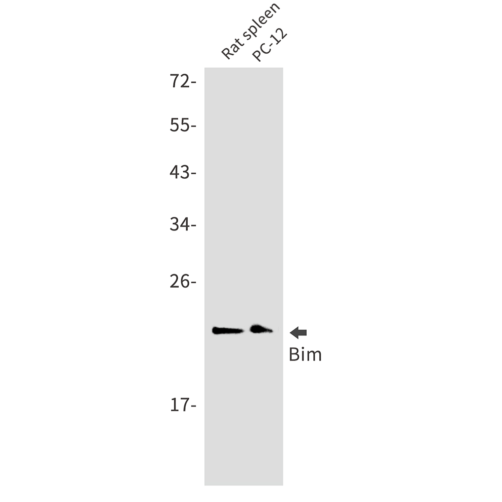 Rabbit Monoclonal Antibody to Bim