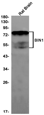 Rabbit Monoclonal Antibody to BIN1