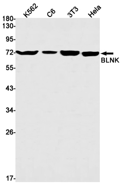 Rabbit Monoclonal Antibody to BLNK