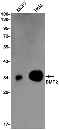 Rabbit Monoclonal Antibody to BMP2